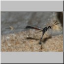 Gasteruption jaculator - Gichtwespe w01e 15mm - OS-Insektenhotel det.jpg